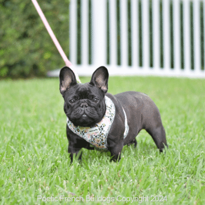 French Bulldog Puppies for Sale