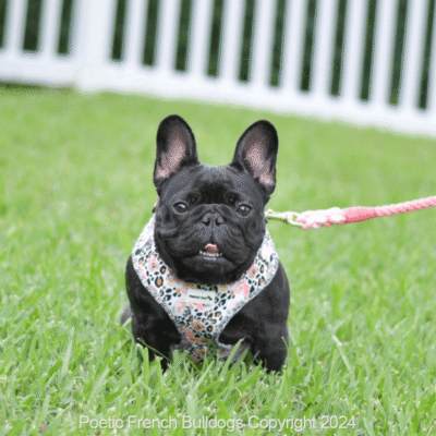 french bulldog puppies for sale