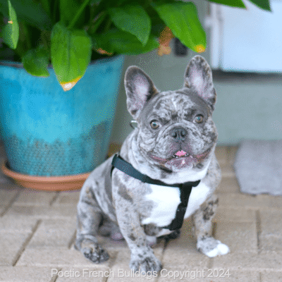 french bulldog puppies for sale