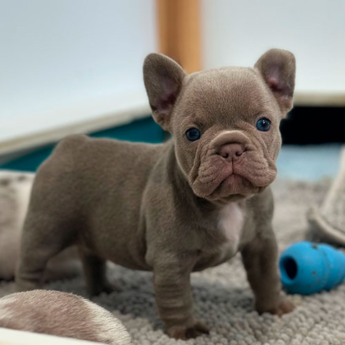French Bulldog Adoption California