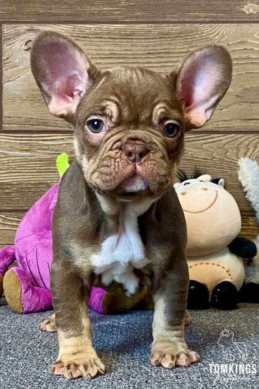 French Bulldog Breeders