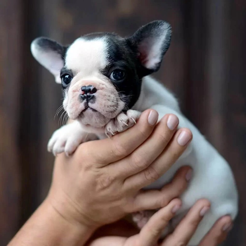 French Bulldog Breeders Illinois