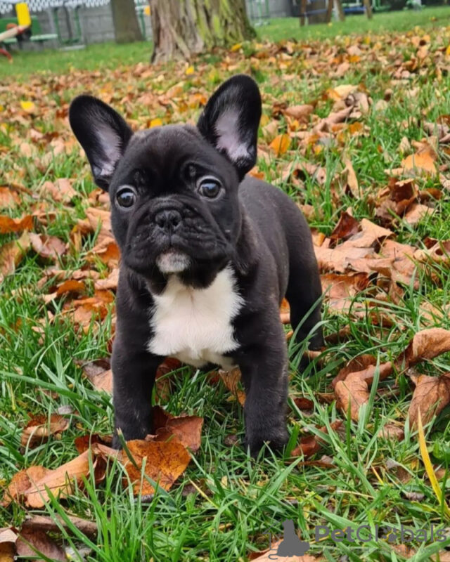 French Bulldog Breeders Maryland