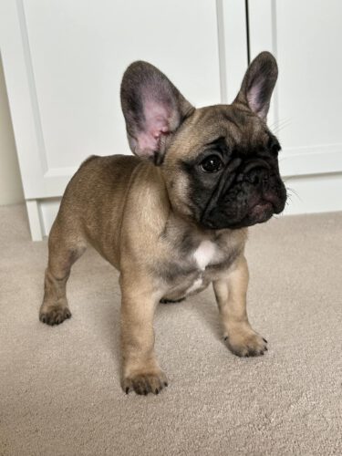 French Bulldog Breeders NH