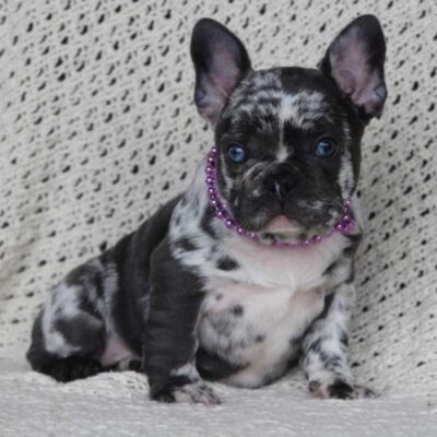 French Bulldog Breeders San Diego