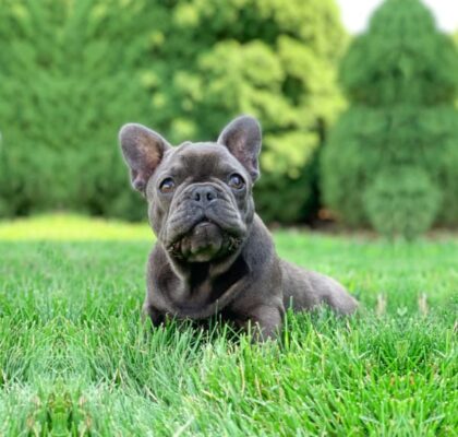 French Bulldog Breeders in Colorado