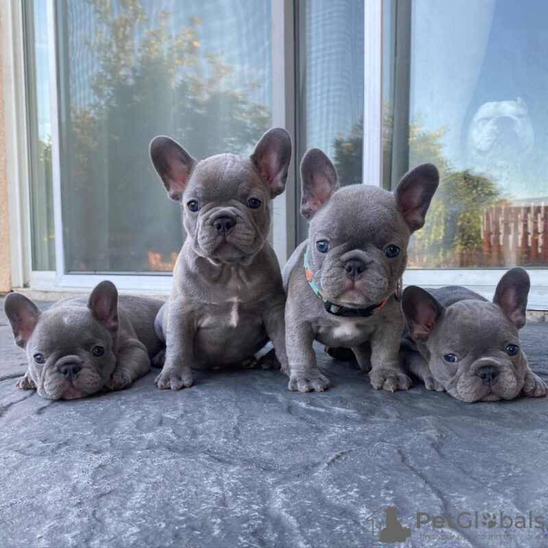 French Bulldog Breeders in Tampa FL