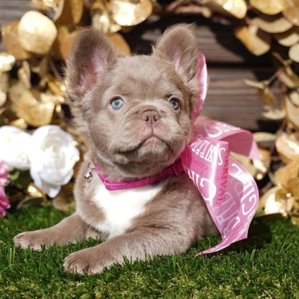 French Bulldog Chicago