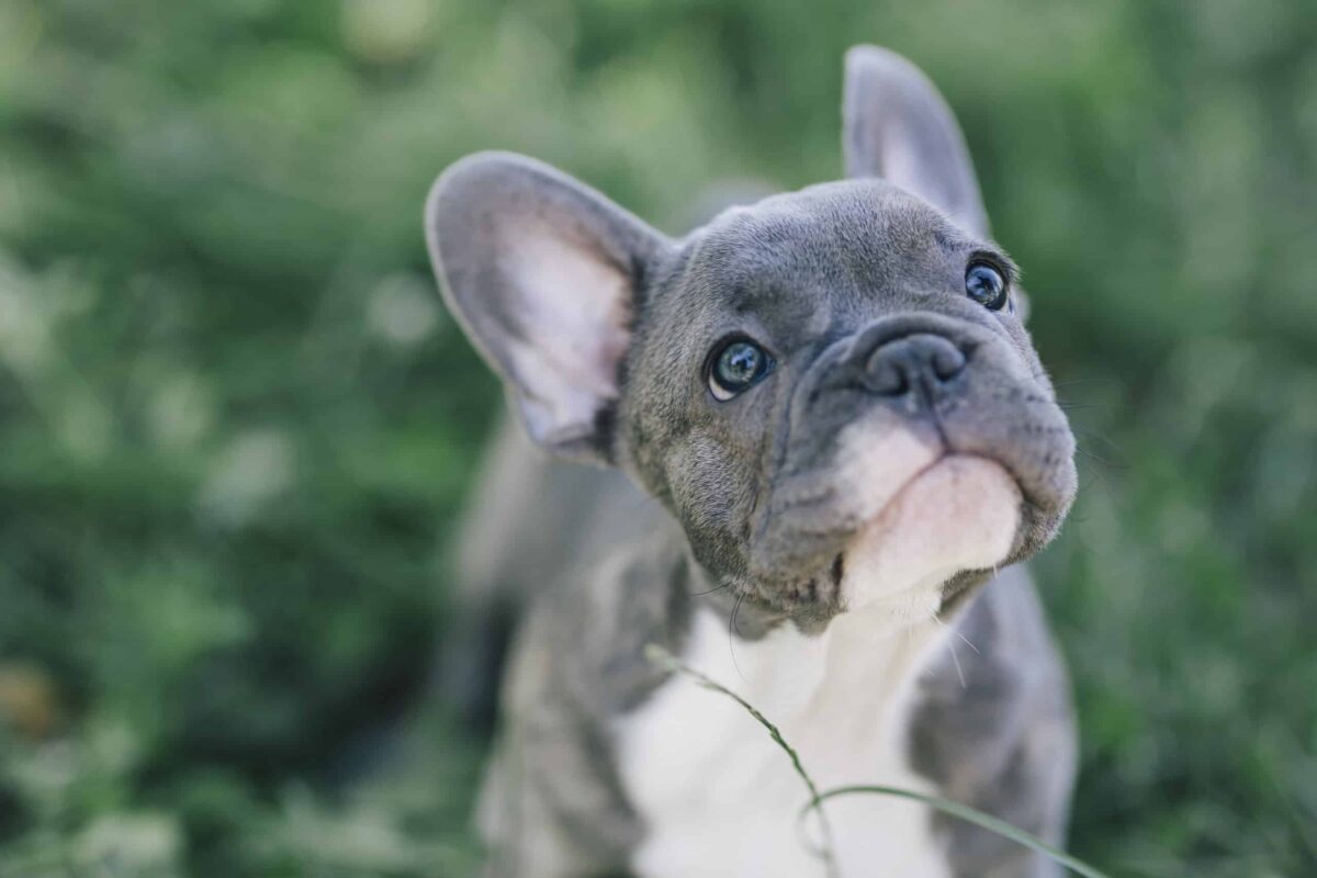 French Bulldog For Adoption