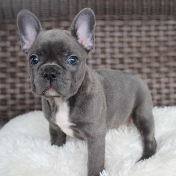 French Bulldog For Sale Miami