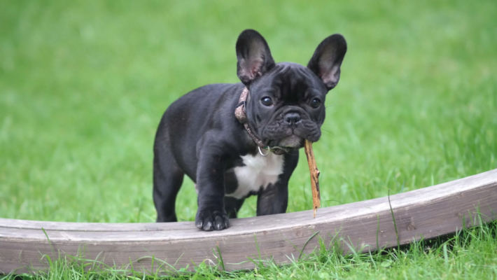 French Bulldog For Sale Pittsburgh PA