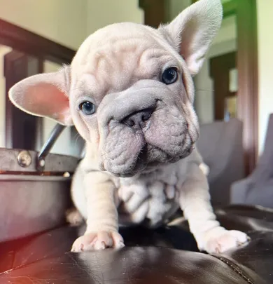 French Bulldog For Sale Sacramento