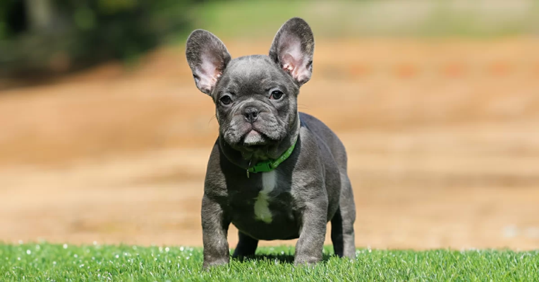 French Bulldog Kennels in Texas