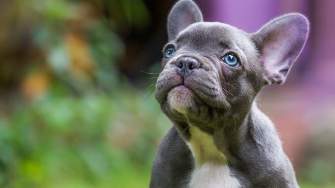 French Bulldog Puppies Austin