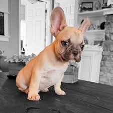 French Bulldog Puppies DFW