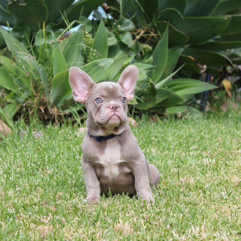 French Bulldog Puppies For Sale Kansas City MO