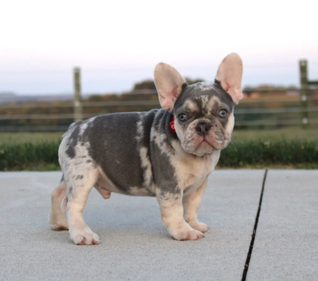 French Bulldog Puppies For Sale Ohio