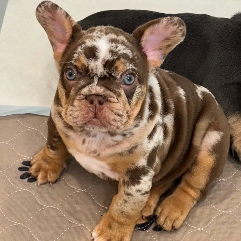 French Bulldog Puppies For Sale Seattle