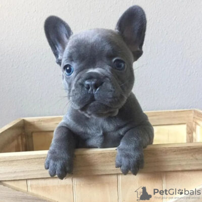 French Bulldog Puppies Houston