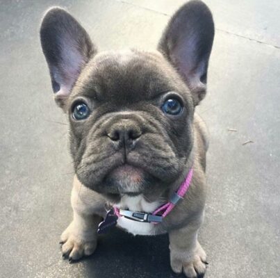 French Bulldog Puppies Los Angeles