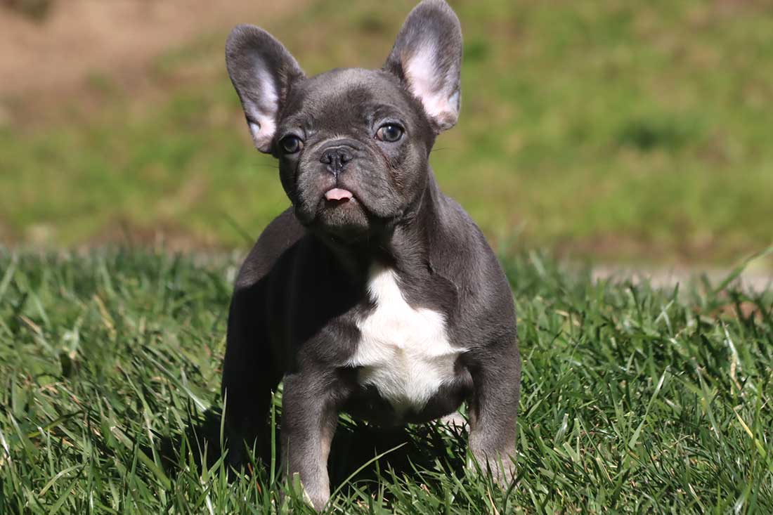 French Bulldog Puppies NJ