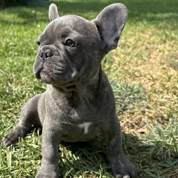 French Bulldog Puppies Near Me Boston