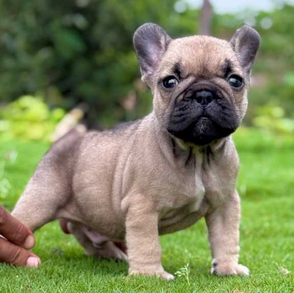 French Bulldog Puppies Orlando