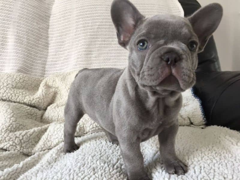 French Bulldog Puppies Rescue NYC