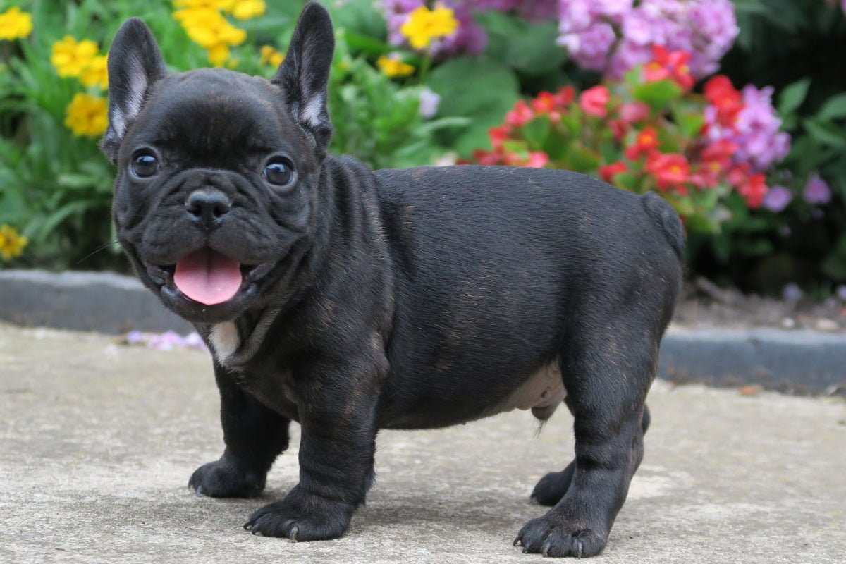 French Bulldog Rescue