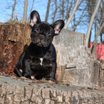 French Bulldog San Francisco Bay Area