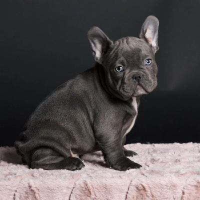 French Bulldog for Adoption NJ