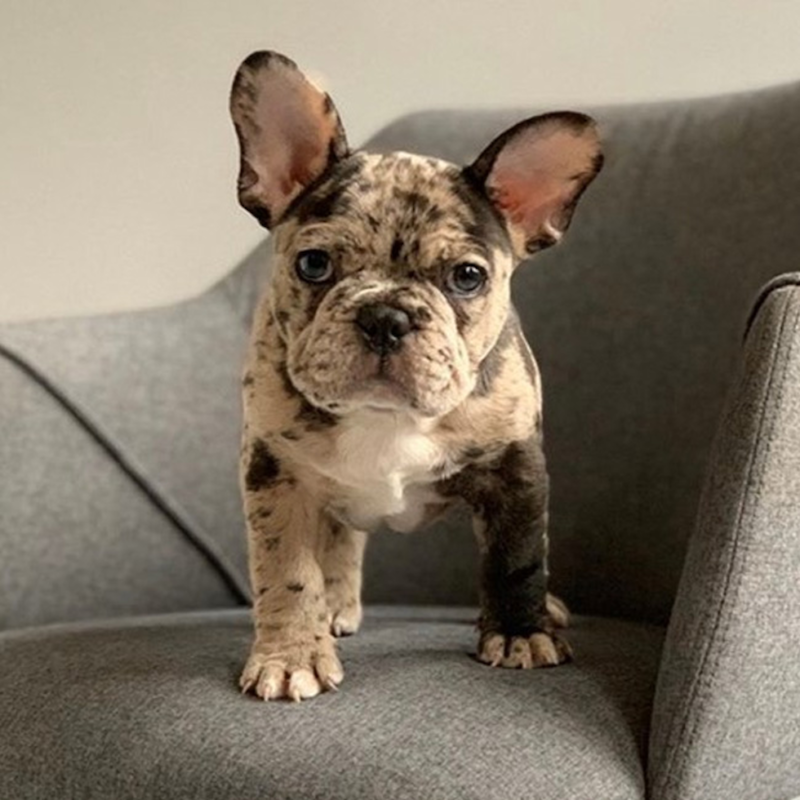 French Bulldogs For Sale Louisville KY