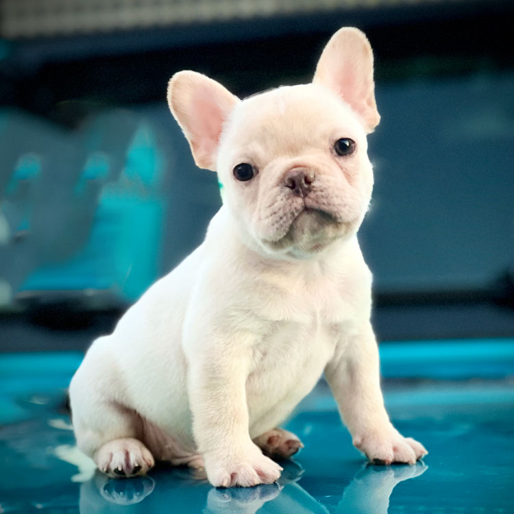 French Bulldogs For Sale in TN