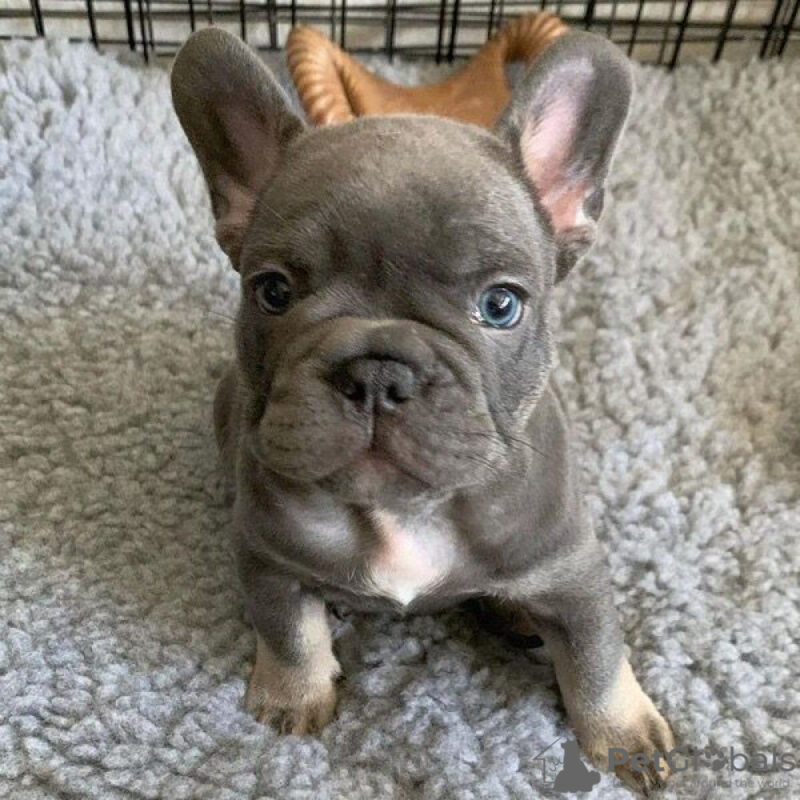 French Bulldogs for Sale in PA
