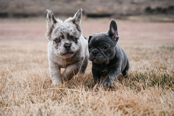 Frenchie Breeders in California