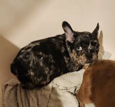 Frenchie Puppies For Sale Washington