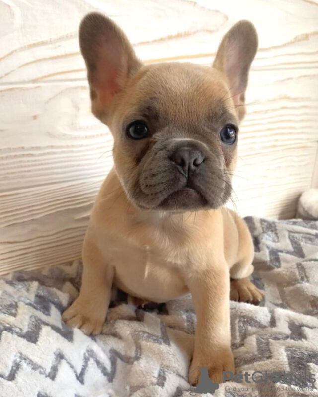 Frenchie Puppies For Sale in Louisiana